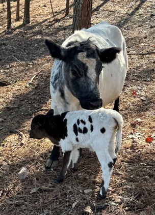 miniature jersey cross heifer bottle calves, several are A2/A2